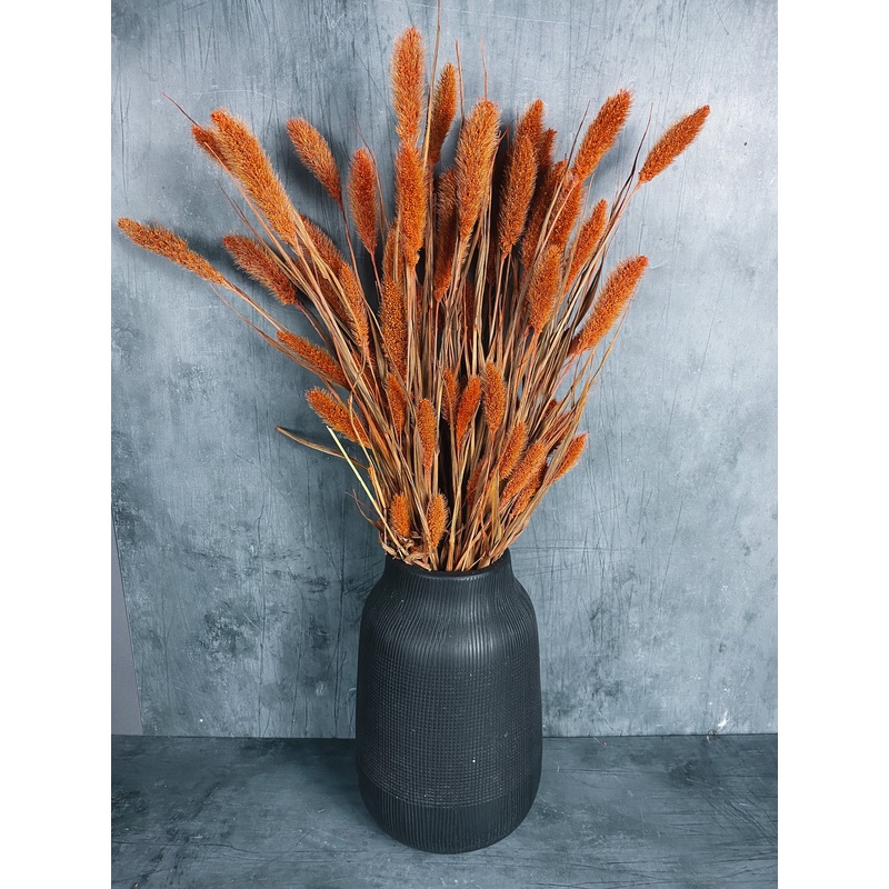 Dried Setaria Bunch – Burnt Orange