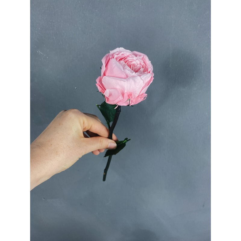 Preserved peony – pink