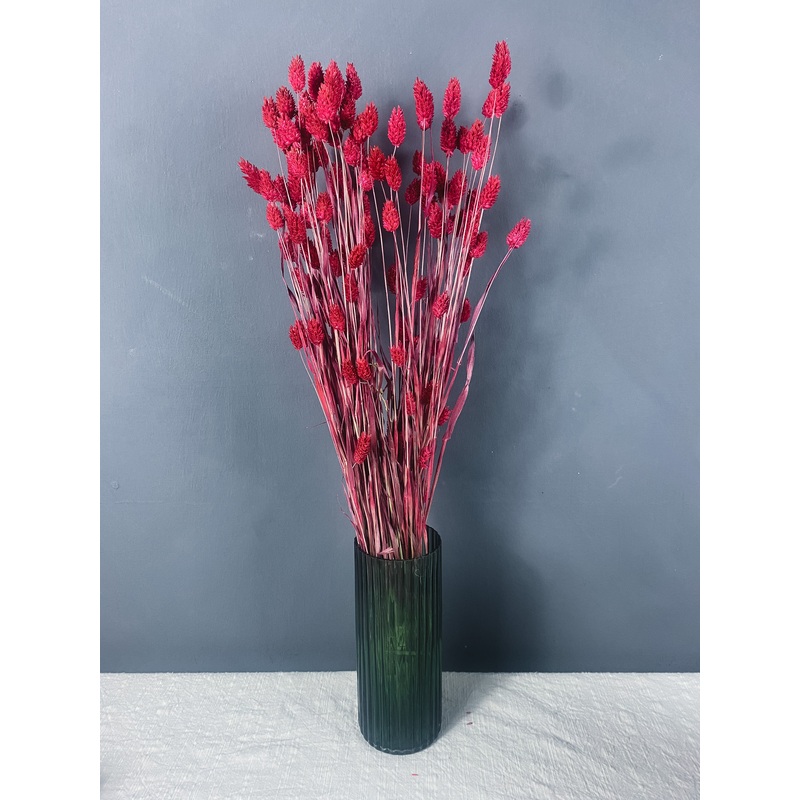 Dried Phalaris – Red