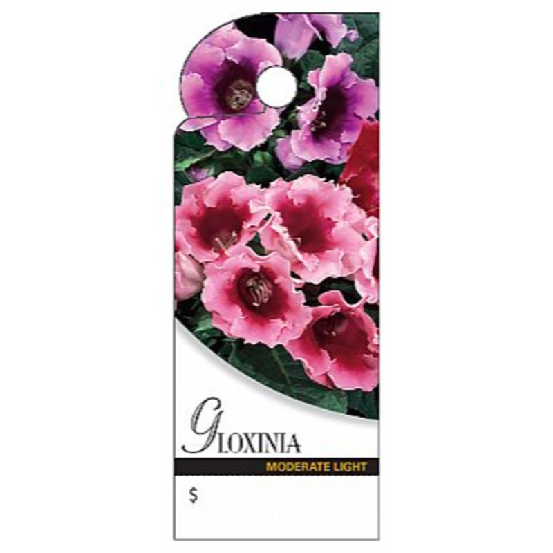 BB2361 (11230) – Care Tag, Gloxinia 100/Pk