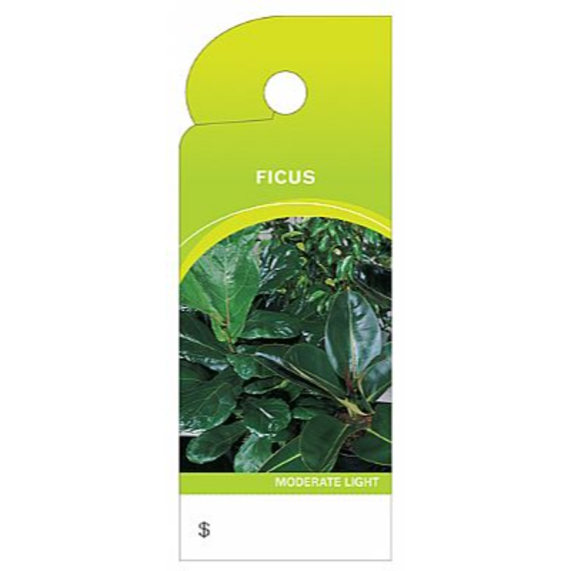 BB4322 (20794) – Care Tag Ficus 100/Pk