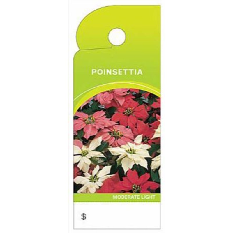 BB4357 (12581) – Care Tag Poinsettia Swirl 100/Pk