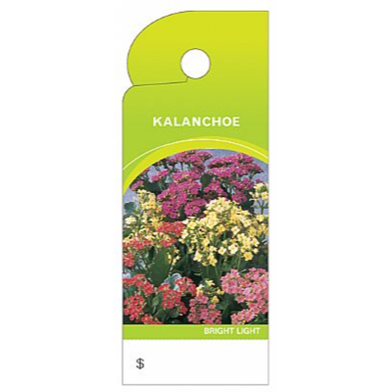 BB4368 (19030) – Care Tag Kalanchoe 100/Pk
