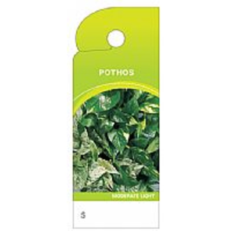 BB4398 (11234) – Care Tag, Pothos 100/Pk
