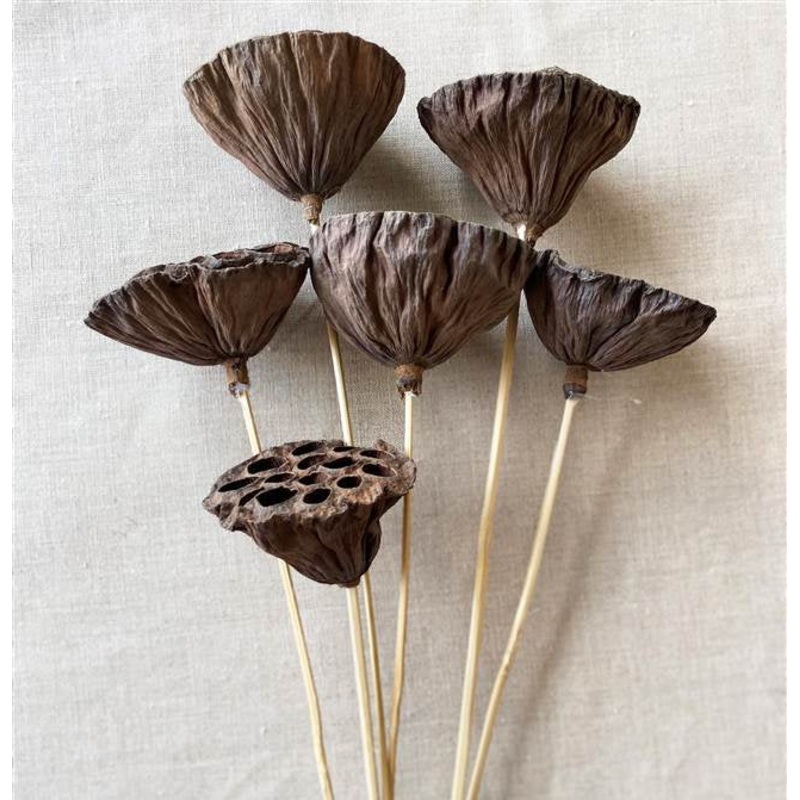 13204501 (2326) – Lotus Pod On Stem Natural 12/Bg