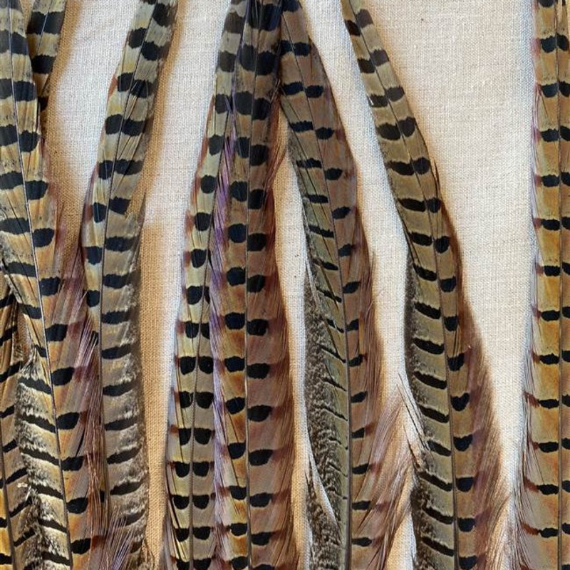 15823201 (16084) – Ringneck Pheasant Feather 22