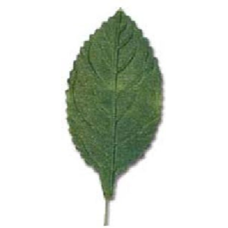 101 (20556) – Corsage Leaf Large Green 100Pc
