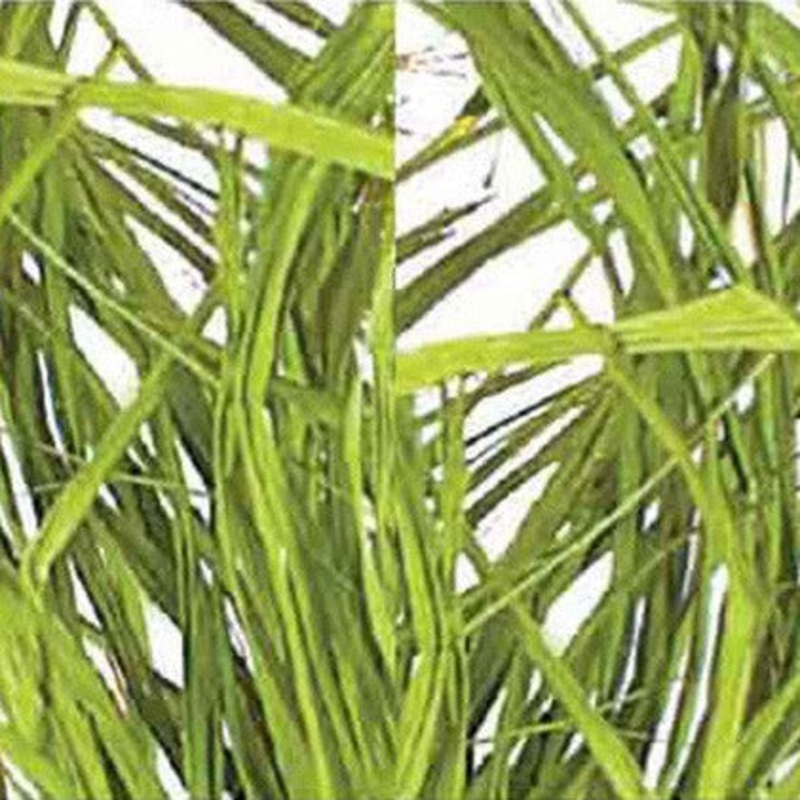 05724 BAS (19126) – Raffia Colored Basil 6Oz