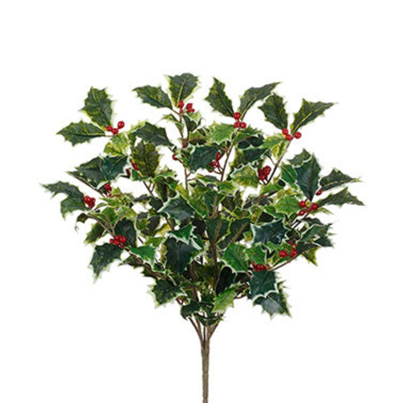 50366 (27521) – Variegated Holly Bush Vine