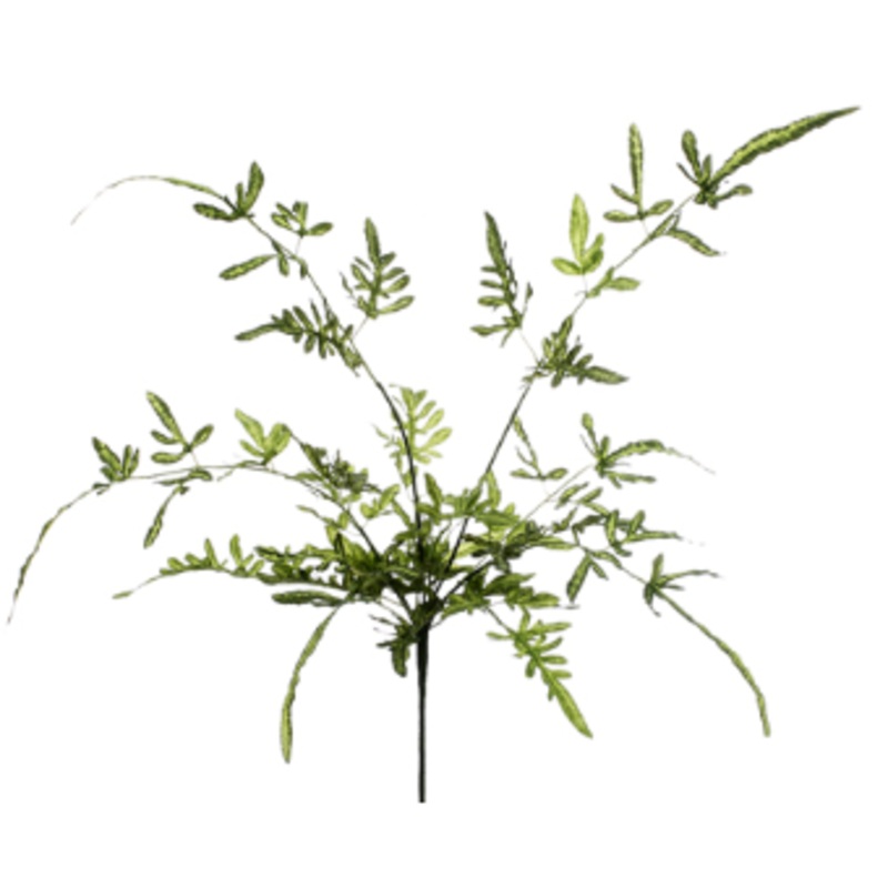 PBF064-GR (27137) – Lace Fern Plant Bush 21 Gr