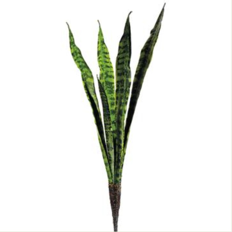 PPM031-GR/TT (22686) – Mother In Law Tongue Plant 28