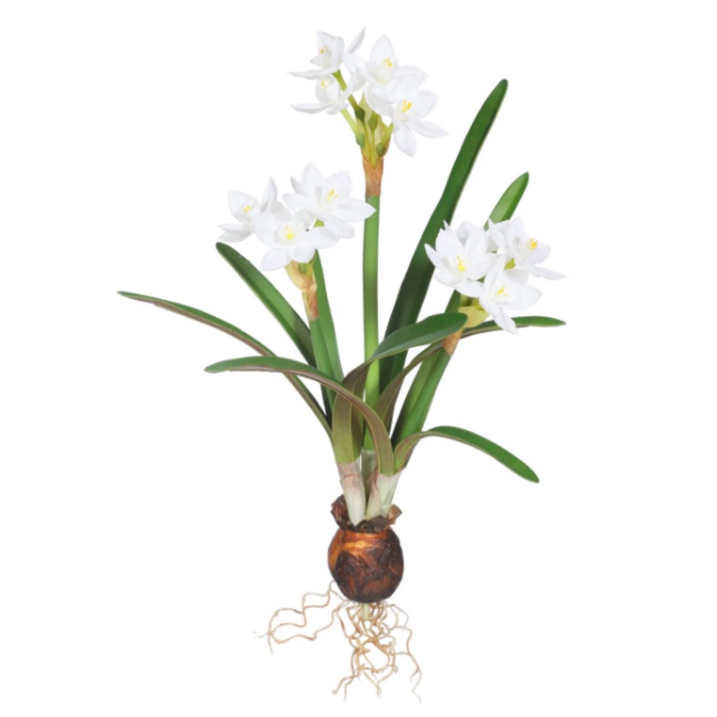 07210.WW (53) – Paperwhite W/ Bulb Two-Tone