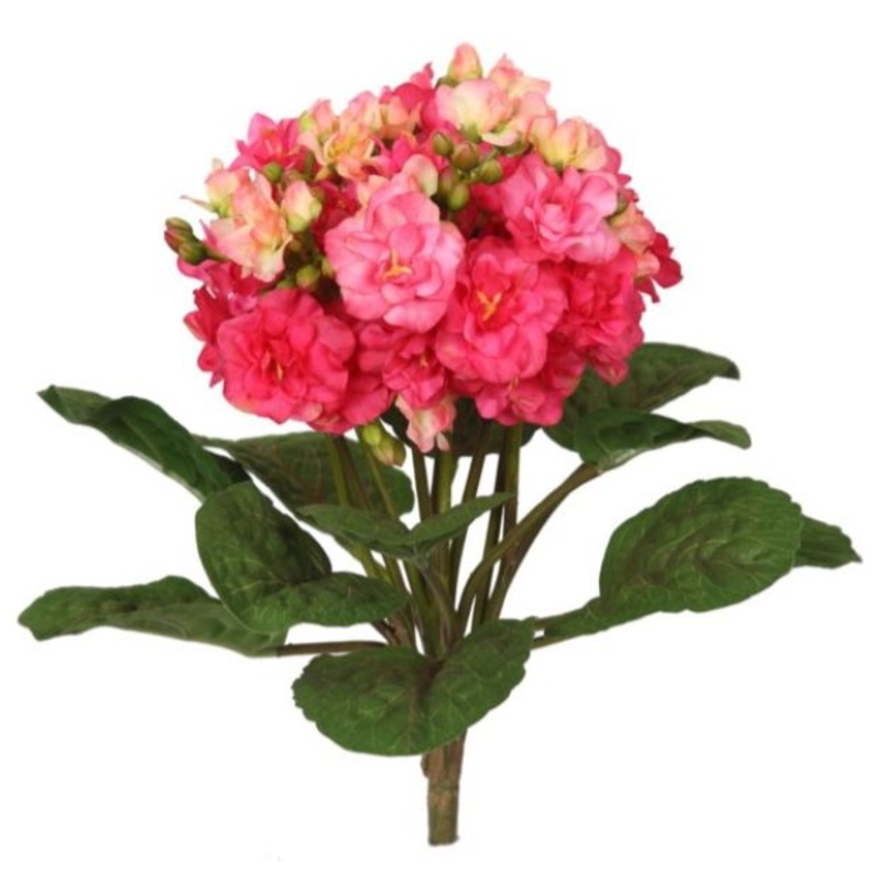 55111.AB (25907) – Mini Kalanchoe Americ/Beau 12