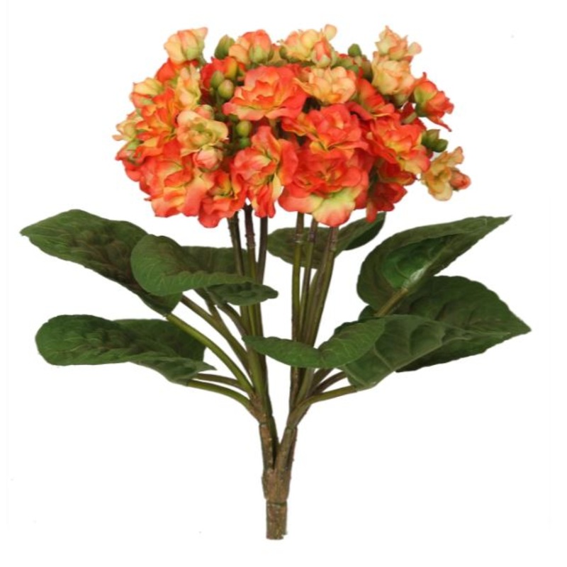 55111.OR (25910) – Mini Kalanchoe Orange 12