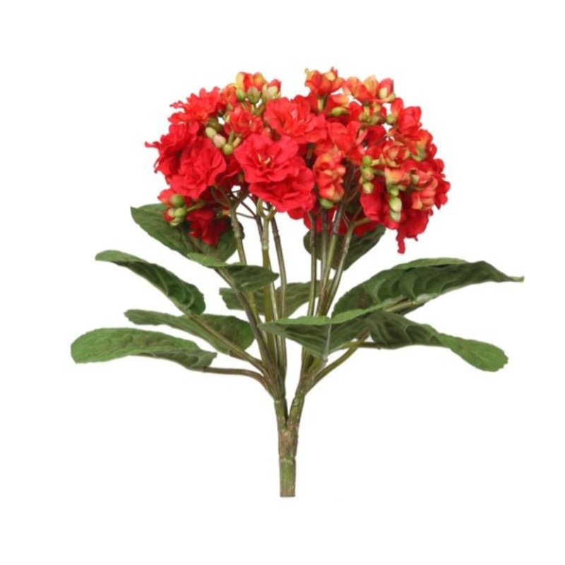 55111.RD (25908) – Mini Kalanchoe Red 12