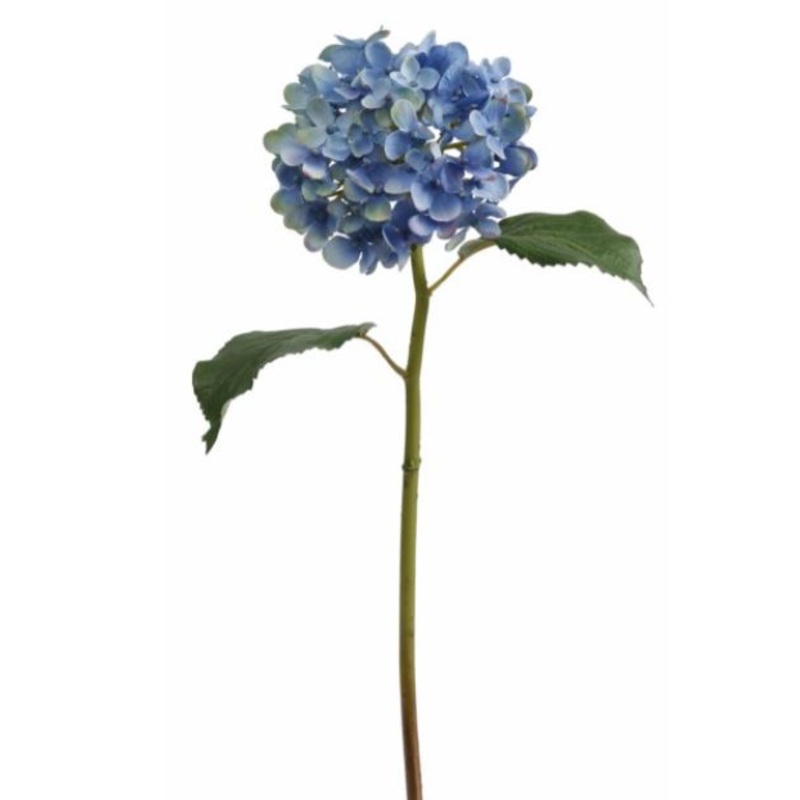 93126.BL (21843) – Hydrangea Blue 18