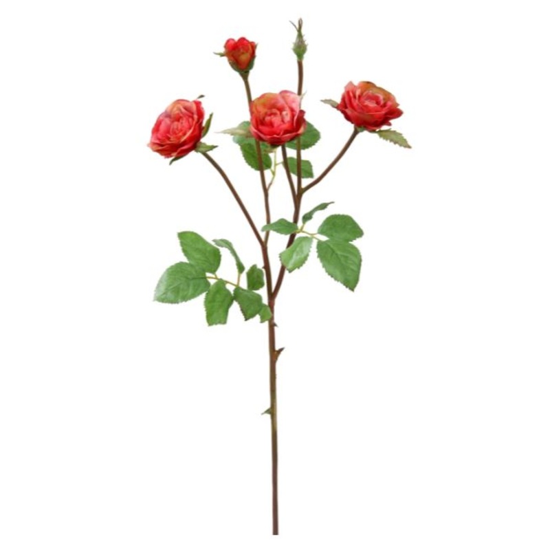 95118C.RSPK (22741) – Rose Floribunda Sh/St 19 Rspk