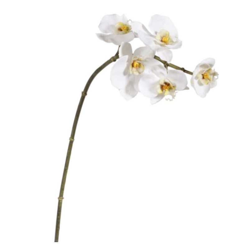 95158.WW (20961) – Mini Orchid Phalaenopsis 20 White