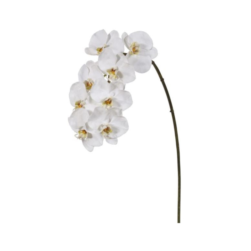 95161.WW (19067) – Orchid Phalaenopsis X8 37.5 Whitewash