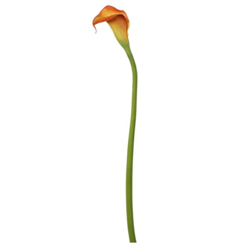 95173.BO (31358) – Calla Lily 29.5 Burnt Orange