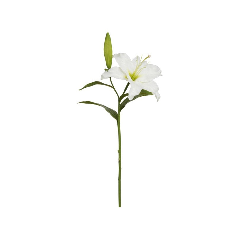 95280.WW (27625) – Natural Lily Casablanca Open 25 White