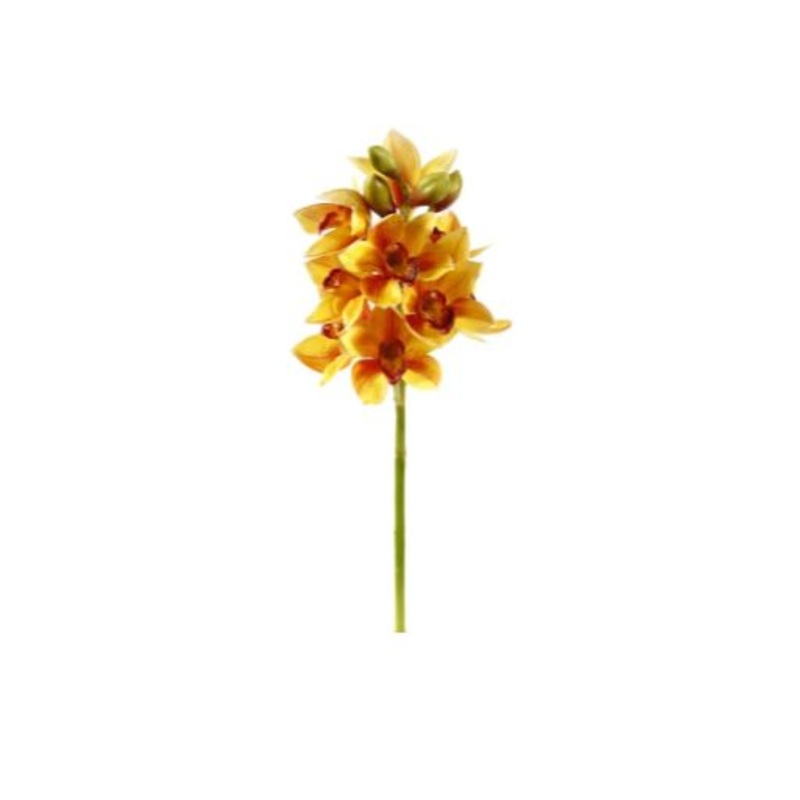 95309.GO (31374) – Orchid Cymbidium Open X9 19 Gold