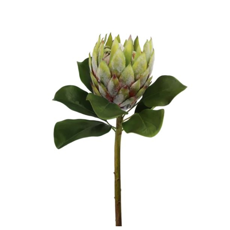 95580.GR (30500) – Protea L. 32 Green