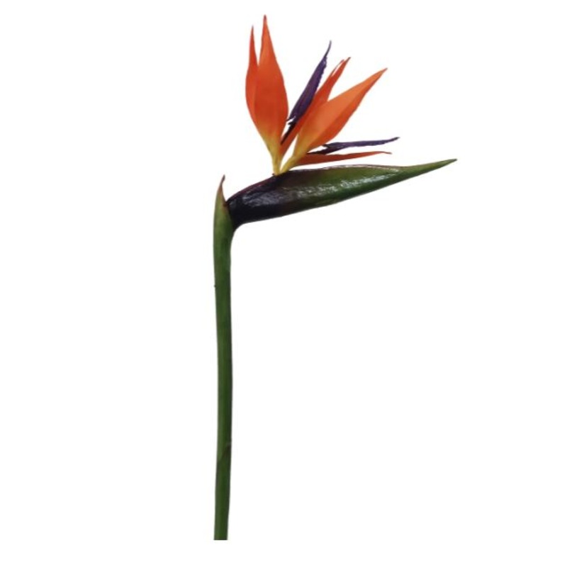 95875.OD (32111) – Bird Of Paradise 33.5 Orange Red
