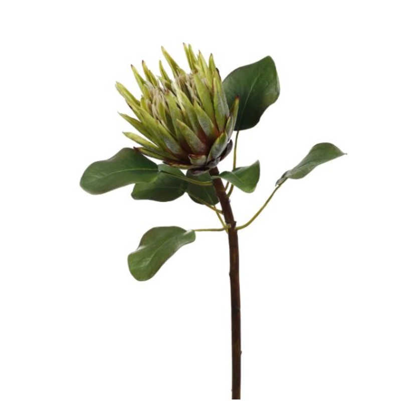 95900.GR (30490) – King Protea 23.5 Green