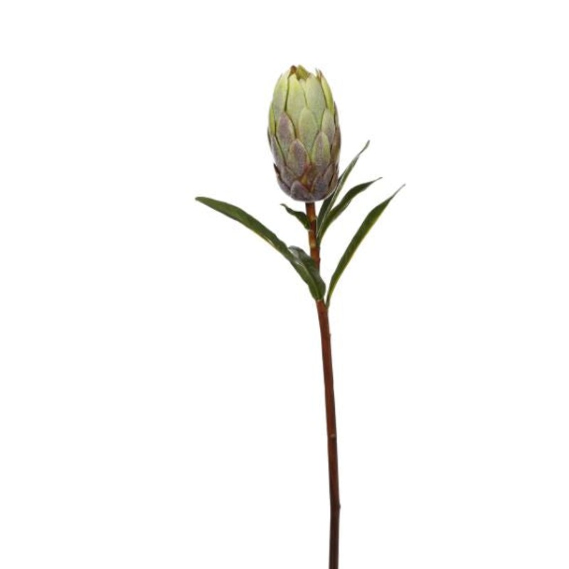 95912.GR (30491) – Protea Stem 24 Green