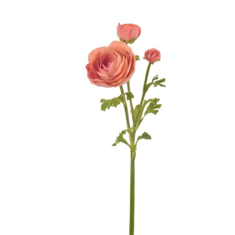 96509NT.DSM (30514) – Ranunculus 22.5