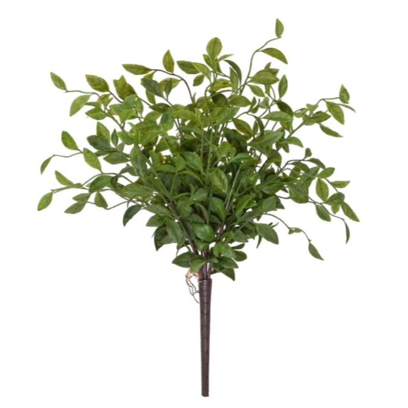 31263.GR (25025) – Wild Smilax Bush 19