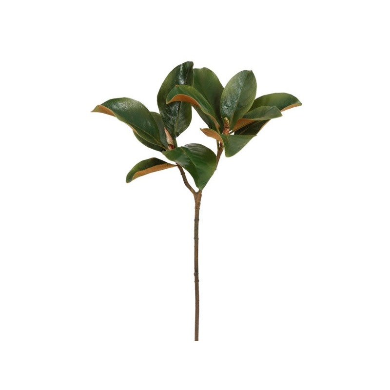 95077.GR (13832) – Magnolia Leaf Sm 25