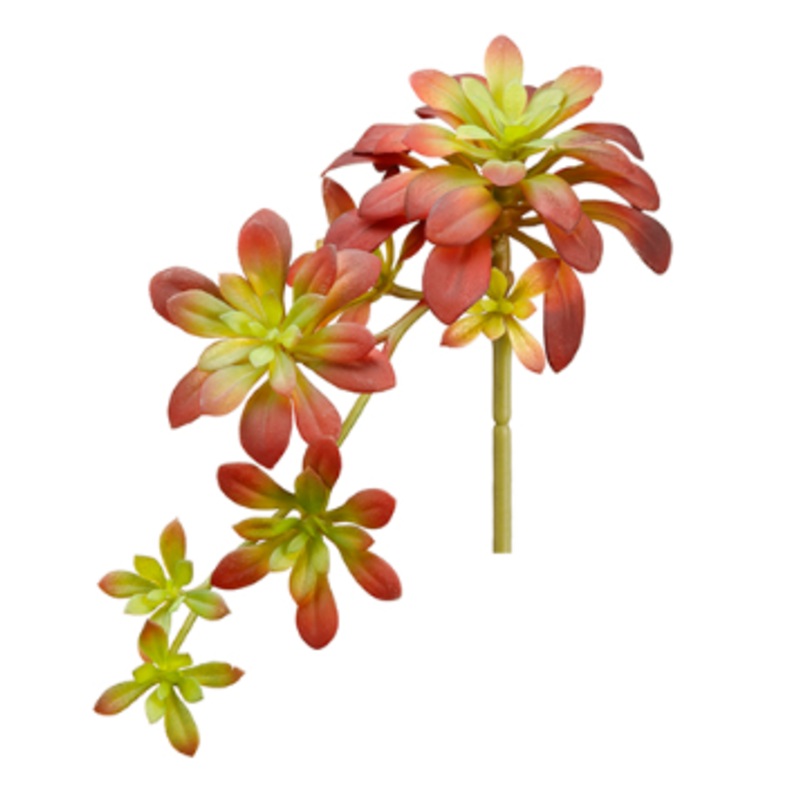 CA0188-BU/GR (27124) – Soft Aeonium Pick 11.8 Bu/Gr