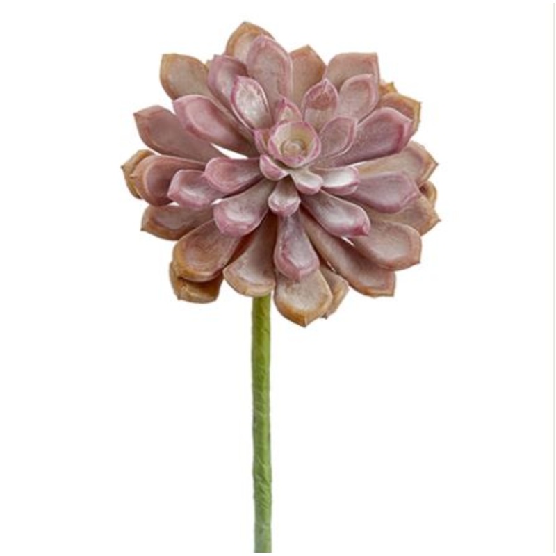 CA2195-CO/TT (29219) – Soft Touch Baby Aeonium 6
