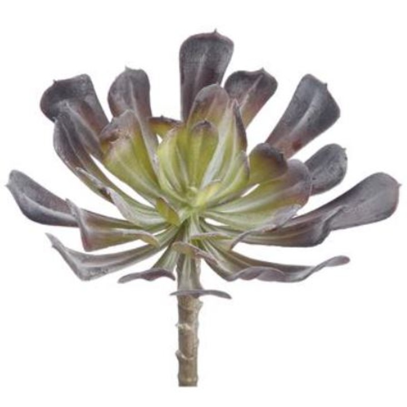 CA9309-GR/BU (29220) – Aeonium Gr/Bu 6