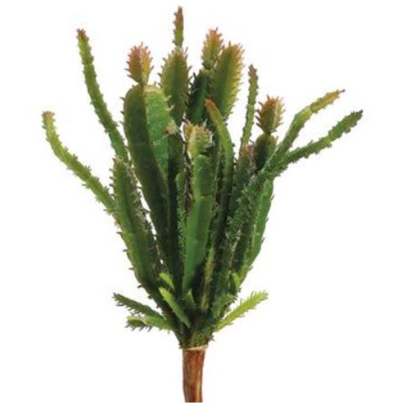 CC1264-GR/BU (29209) – Cactus Pick Gr/Bu 8.5