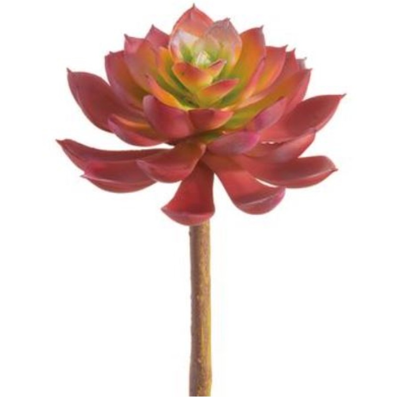 CC1329-RO/GR (29217) – Soft Touch Echeveria Pi 7