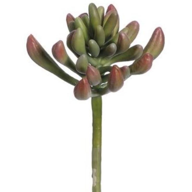 CD1106-GR/BU (29218) – Dudleya Gr/Bu 7