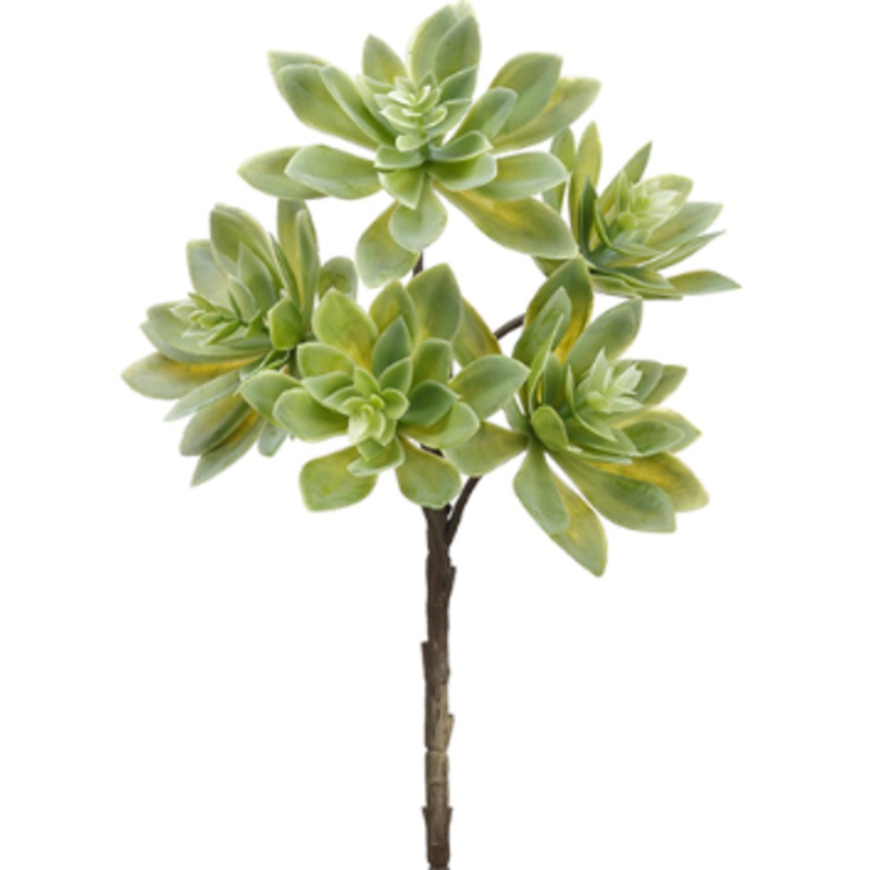 CE0029-GR (25802) – Echeveria Spray 12 Gr