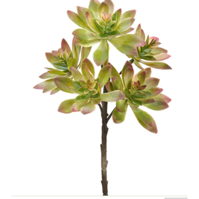 CE0029-GR/PK (26066) – Echeveria Spray 12 Gr/Pk