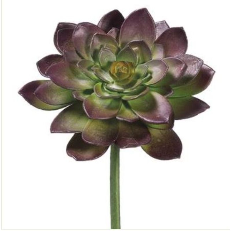 CE0156-PL/GR (17830) – Echeveria Pick 8 Plum Green
