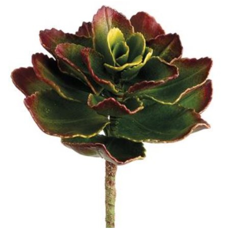 CE2520-GR/BU (29211) – Echeveria Pick Gr/Bu 8