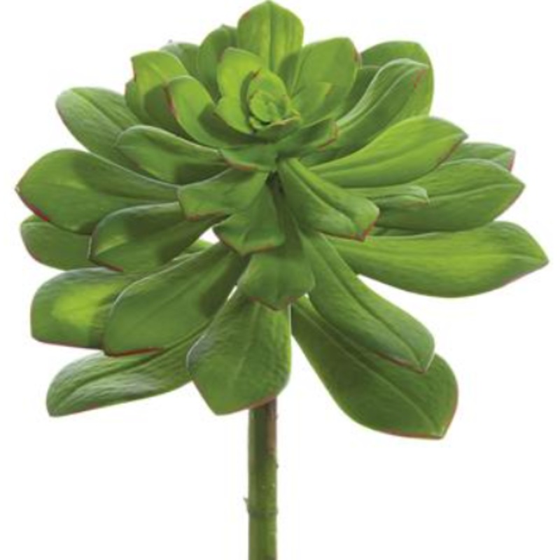 CE3111-GR (23427) – Echeveria Pick 10.5 Green