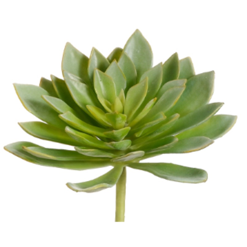 CE4132-GR (17810) – Echeveria Plant 7.5 Green