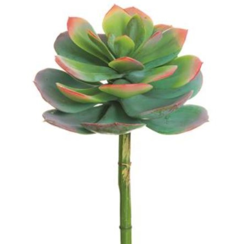 CE8634-GR/PK (29215) – Echeveria Spray 8X10