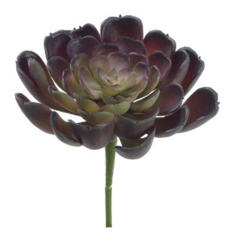 CE9578-BU/GR (15211) – Echeveria Pick 4 Burgundy/Green