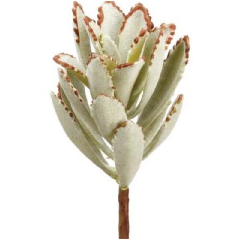 CK8329-GR/GY (29221) – Kalanchoe Pick Gr/Gy 7