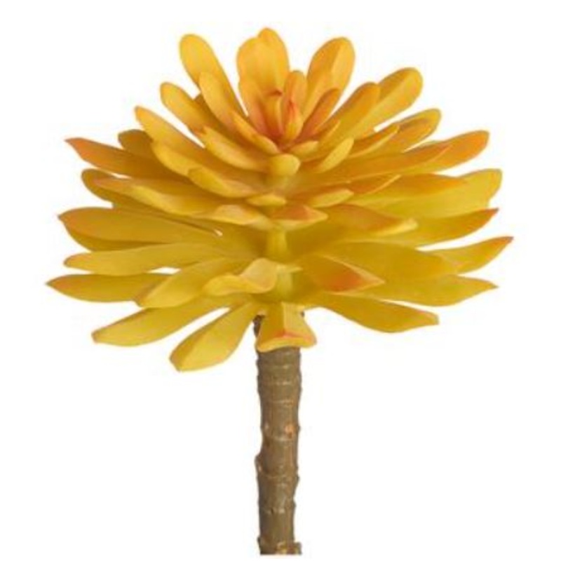 CKA940-YE (29210) – Soft Aeonium Pick Ye 6