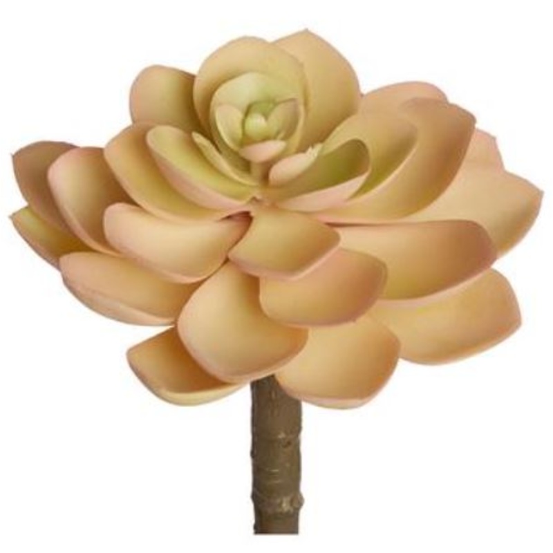 CKE947-YE (29216) – Soft Echeveria Pick Ye 5